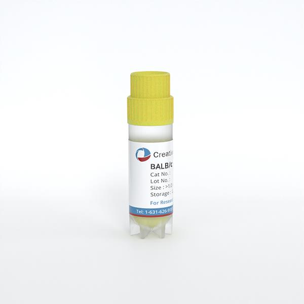 BALB/c Mouse Thymus Endothelial Cells